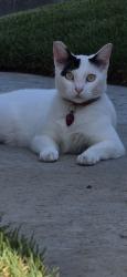 Lost Female Cat last seen Garfield, Huntington Beach, CA 92648