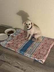 Found/Stray Male Dog last seen May ranch pkwy, Perris, CA 92571