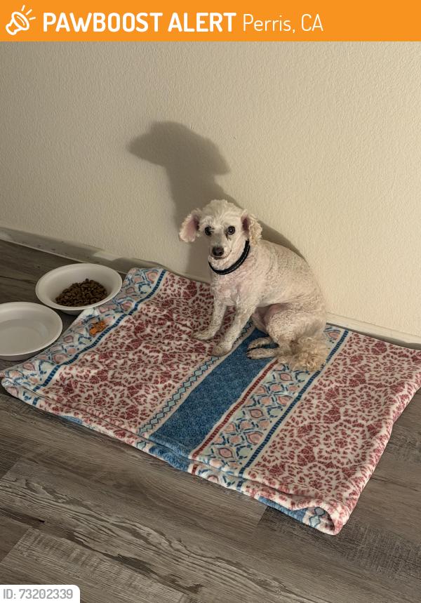 Found/Stray Male Dog last seen May ranch pkwy, Perris, CA 92571