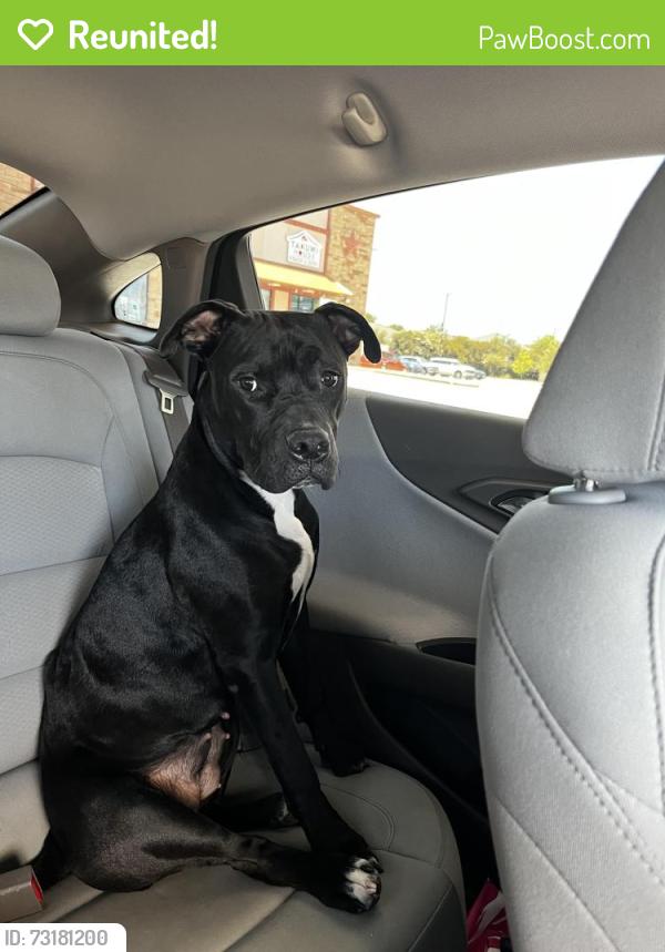 Reunited Female Dog last seen Deer hollow drive Mesquite tx, Mesquite, TX 75181