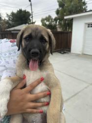 Lost Male Dog last seen Landon and Palmdale blvd, Palmdale, CA 93550