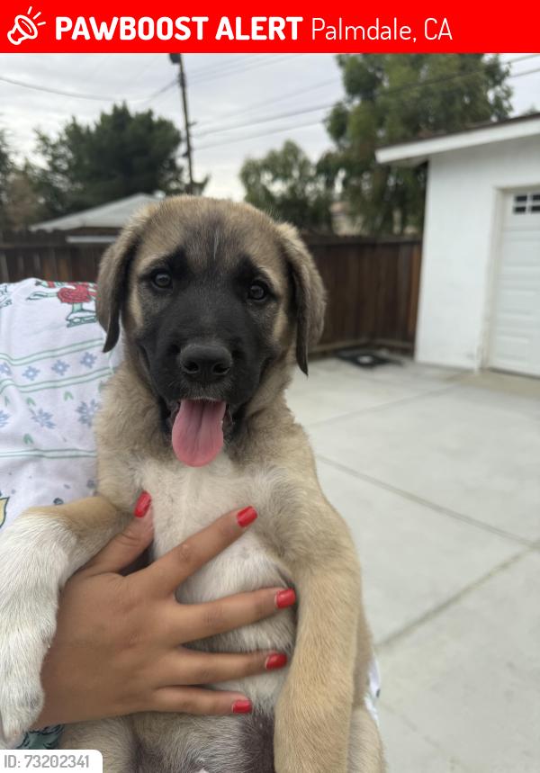 Lost Male Dog last seen Landon and Palmdale blvd, Palmdale, CA 93550
