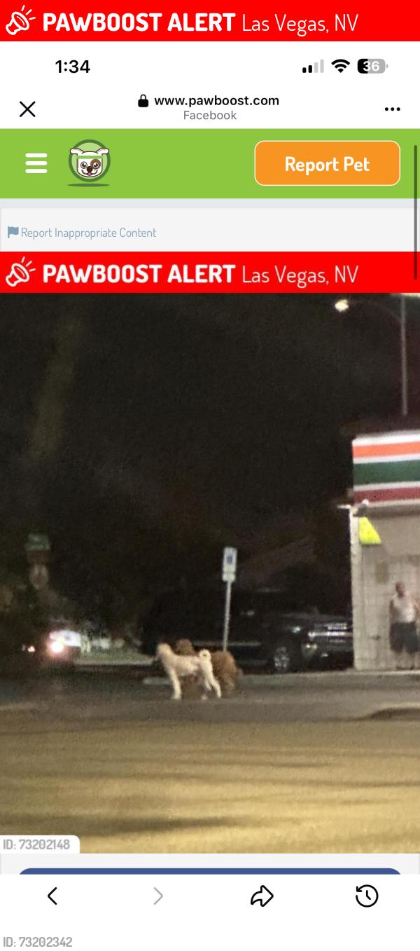 Lost Unknown Dog last seen Washington and Decatur, Las Vegas, NV 89108