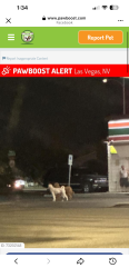 Lost Unknown Dog last seen Washington and Decatur, Las Vegas, NV 89108
