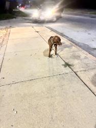 Lost Unknown Dog last seen Maffitt & Taylor, St. Louis, MO 63103