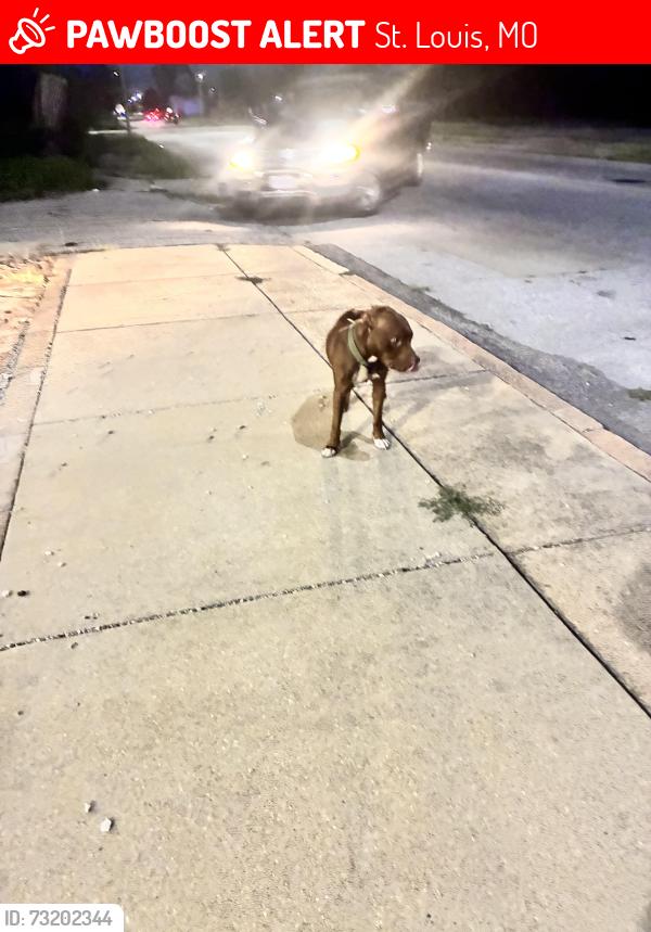 Lost Unknown Dog last seen Maffitt & Taylor, St. Louis, MO 63103