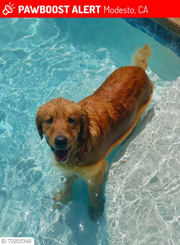 Lost Male Dog last seen Dutch Hollow area near mall, Modesto, CA 95356