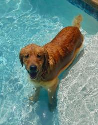 Lost Male Dog last seen Dutch Hollow area near mall, Modesto, CA 95356