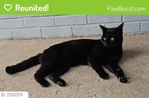Reunited Male Cat last seen Denley Ave. between Irving Park Rd. & Seymour Ave., Schiller Park, IL 60176, Schiller Park, IL 60176