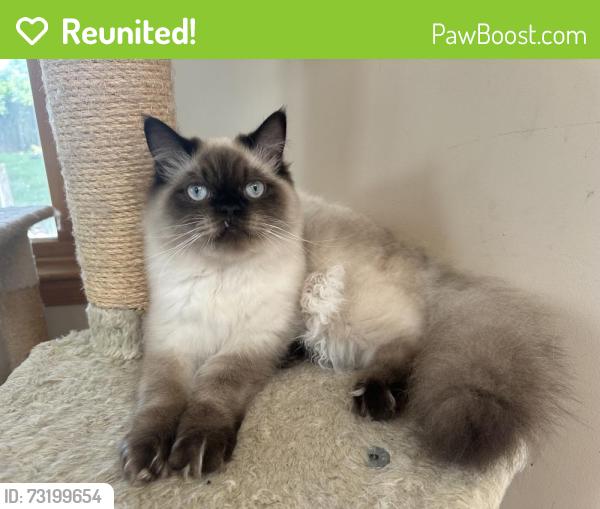 Reunited Male Cat last seen Morningside Drive & Tamarack Road, Colesville, MD 20904