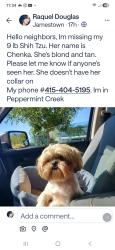 Lost Female Dog last seen Peppermint Creek Mobile Home Park, Jamestown, CA 95327