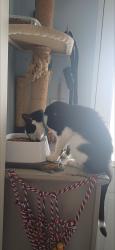 Reunited Male Cat last seen EX54JL, Silverton, England EX5 4JL