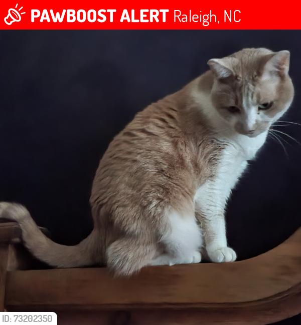 Lost Male Cat last seen Frost Ct and Steinbeck, Raleigh, NC 27609