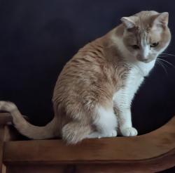 Lost Male Cat last seen Frost Ct and Steinbeck, Raleigh, NC 27609