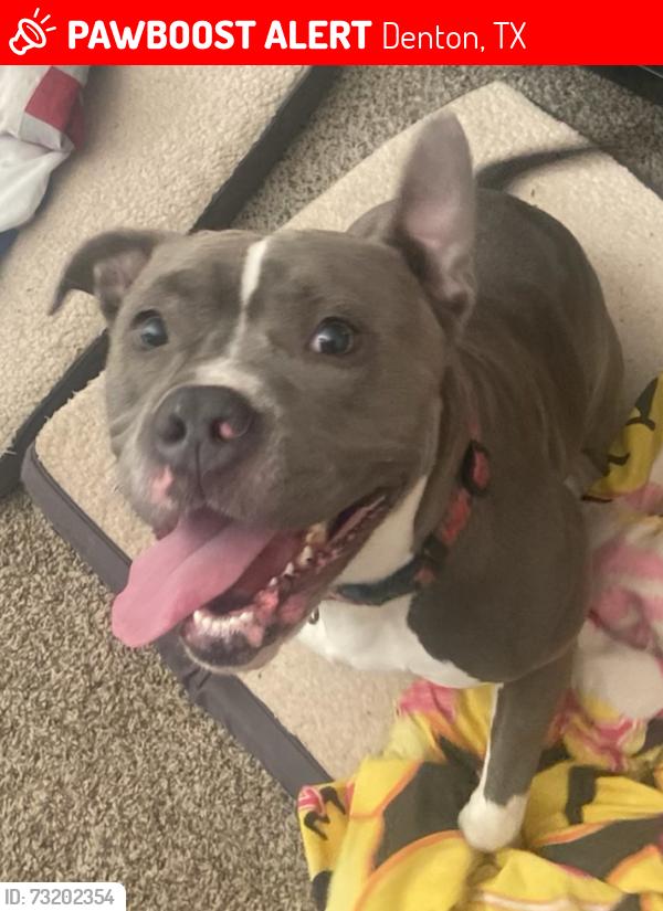 Lost Female Dog last seen Teasley Denton, Denton, TX 76201