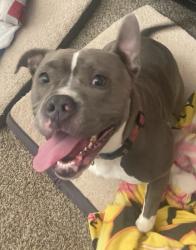 Lost Female Dog last seen Teasley Denton, Denton, TX 76201