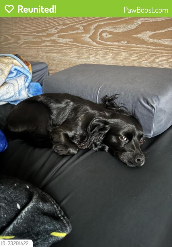 Reunited Female Dog last seen Hobbs Rd, League City, TX, USA, League City, TX 77573