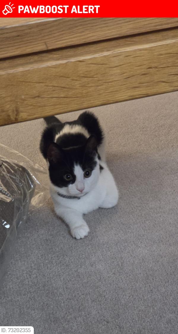 Lost Female Cat last seen Sutton road, Oxfordshire, England OX3 9RL