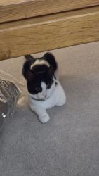 Lost Female Cat last seen Sutton road, Oxfordshire, England OX3 9RL
