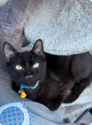 Reunited Male Cat last seen San Vicente, San Diego, CA 92114
