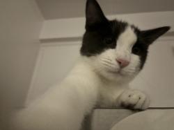 Reunited Male Cat last seen El segundo, Hawthorne, CA 90250
