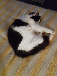 Reunited Male Cat last seen Glendene Avenue, Bramhall, England SK7 1BN