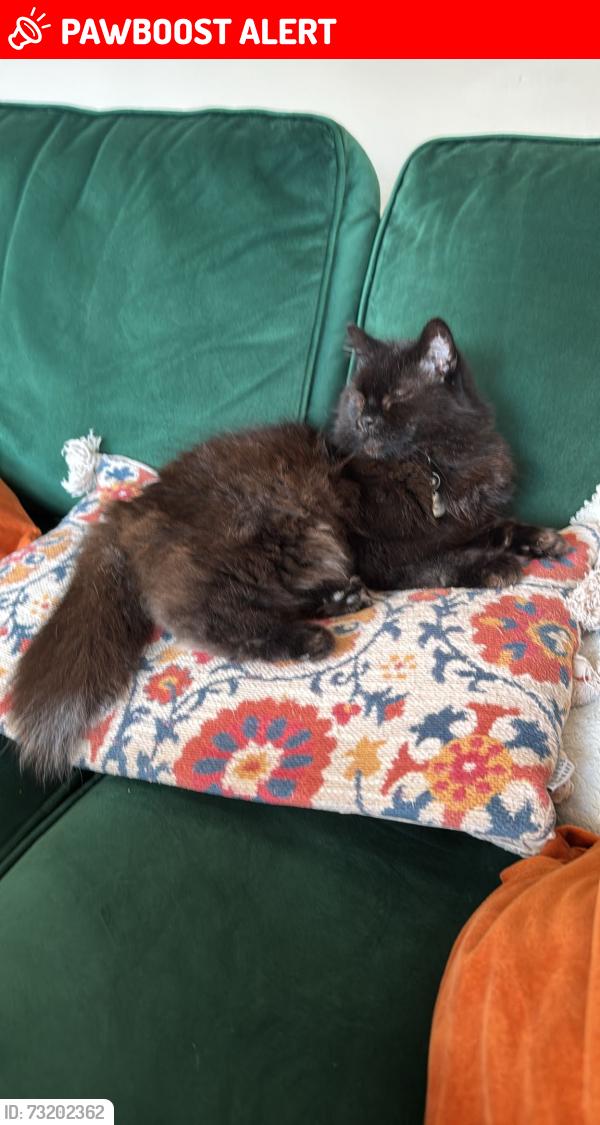 Lost Female Cat last seen Pub, Warwickshire, England CV10 7LS