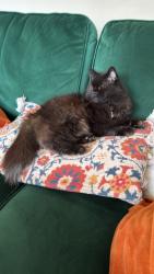 Lost Female Cat last seen Pub, Warwickshire, England CV10 7LS
