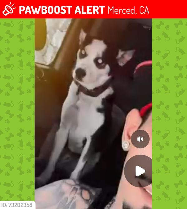 Lost Male Dog last seen N/A, Merced, CA 95341