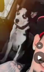 Lost Male Dog last seen N/A, Merced, CA 95341