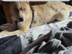 Lost Male Dog last seen Near N Golden Gate Ave Stockton CA 95205 United States, Stockton, CA 95205
