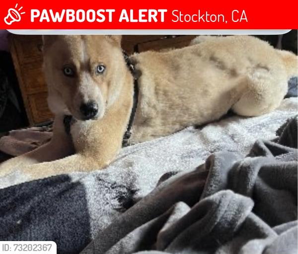 Lost Male Dog last seen Near N Golden Gate Ave Stockton CA 95205 United States, Stockton, CA 95205