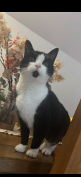 Reunited Female Cat last seen On the corner of Cheviots Road and Cleveland’s Road, Shaw, England OL2 7QS