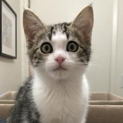 Shelter Stray Male Cat last seen Near Data Dr, Rancho Cordova, CA, 6201 Florin Perkins Rd, Sacramento, CA 95828, USA