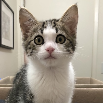 Shelter Stray Male Cat last seen Near Data Dr, Rancho Cordova, CA, 6201 Florin Perkins Rd, Sacramento, CA 95828, USA