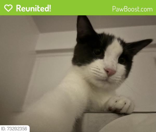 Reunited Male Cat last seen El segundo, Hawthorne, CA 90250