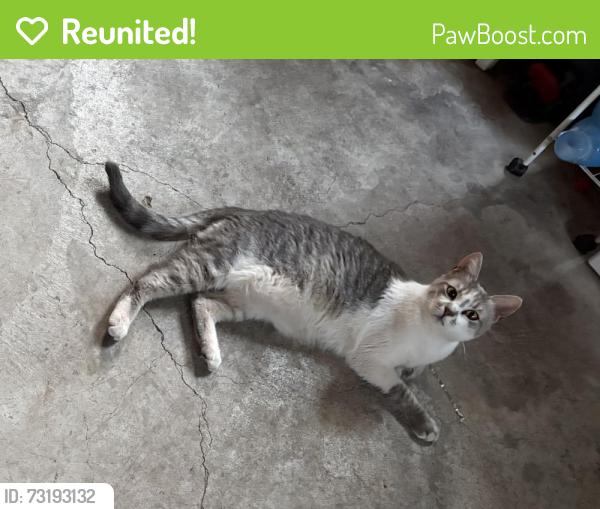 Reunited Male Cat last seen Near Bancroft Ave, San Leandro, CA 94577, USA, San Leandro, CA 94577