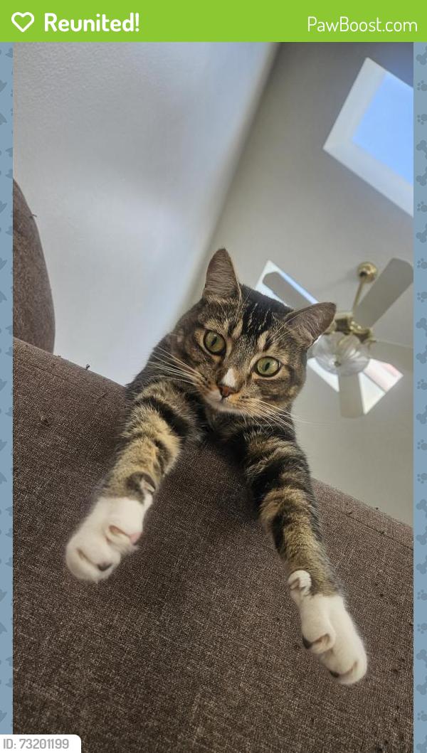 Reunited Male Cat last seen Brookhurst, Talbert, Memorial care hosp, Fountain Valley, CA 92708