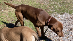 Lost Male Dog last seen Main Street and 14 th ave, Eastman, GA 31023