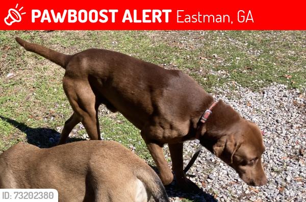Lost Male Dog last seen Main Street and 14 th ave, Eastman, GA 31023