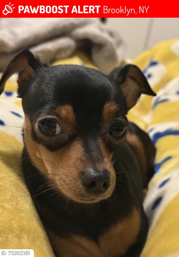 Lost Female Dog last seen Jerome st and sutter ave corner last seen, Brooklyn, NY 11207