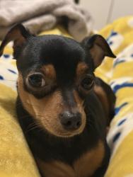 Lost Female Dog last seen Jerome st and sutter ave corner last seen, Brooklyn, NY 11207