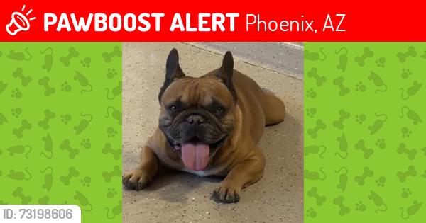 Lost Male Dog last seen 57th way Acoma, Scottsdale 85254, Phoenix, AZ 85254