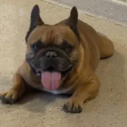 Lost Male Dog last seen 57th way Acoma, Scottsdale 85254, Phoenix, AZ 85254