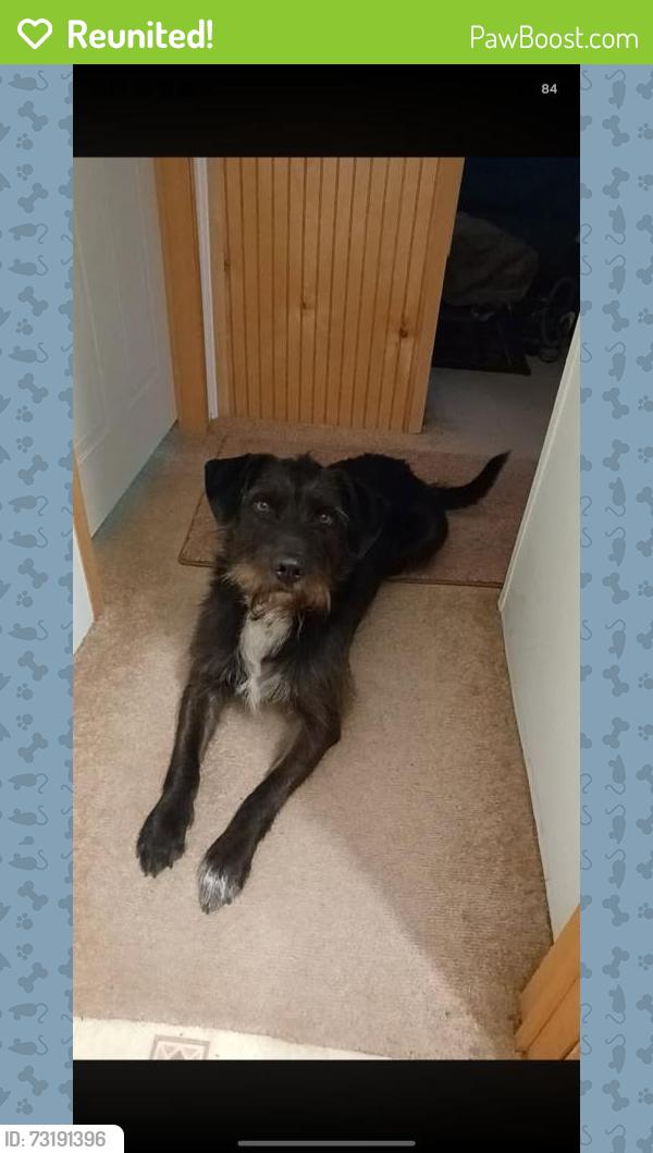 Reunited Male Dog last seen Taylor King, Taylorsville, NC 28681