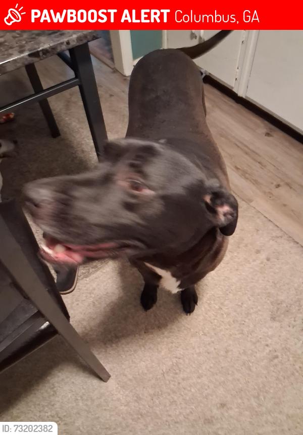 Lost Male Dog last seen Near Avondale rd columbus georgia b, Columbus, GA 31903