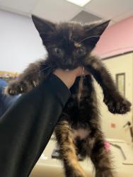 Shelter Stray Female Cat last seen Bexar County, 3353 Morningside Dr, New Braunfels, TX 78132, USA