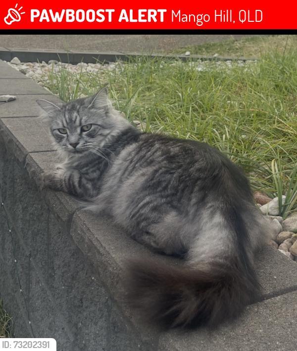 Lost Male Cat last seen Oatley street, Mango Hill, QLD 4509