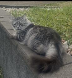 Lost Male Cat last seen Oatley street, Mango Hill, QLD 4509