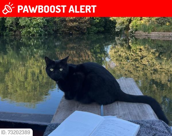 Lost Male Cat last seen Grove Hotel/Grove Mill, Chandler's Cross, England WD3 4TG